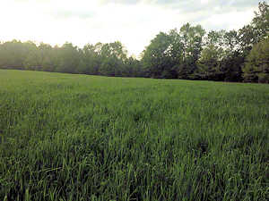 grassy hay ready to be cut